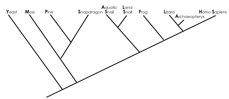 Snapdragon Snail
Aguatic Land
Snail
Yeast
Moss
Pine
Frog
Lizard
Archaeopteryx
Homo Sapiens
