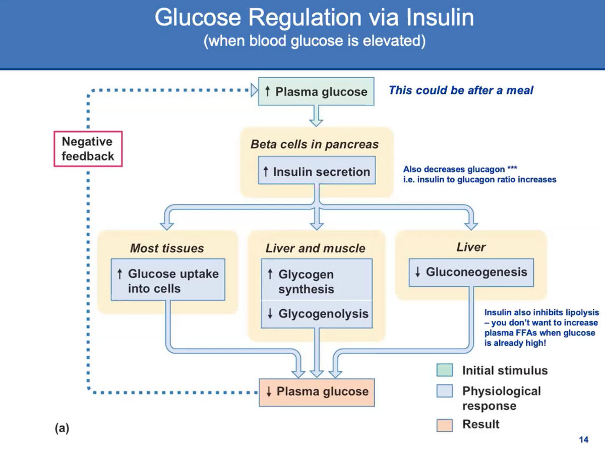 Glucose Regulation via Insulin
(when blood glucose is elevated)
t Plasma glucose
This could be after a meal
Negative
feedback
Beta cells in pancreas
t Insulin secretion
Also decreases glucagon ***
i.e. insulin to glucagon ratio increases
Most tissues
Liver and muscle
Liver
1 Glucose uptake
+ Gluconeogenesis
t Glycogen
synthesis
into cells
| Glycogenolysis
Insulin also inhibits lipolysis
- you don't want to increase
plasma FFAS when glucose
is already high!
Initial stimulus
+ Plasma glucose
Physiological
response
Result
(a)
14
