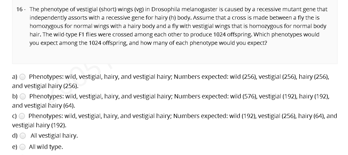 16 - The phenotype of vestigial (short) wings (vg) in Drosophila melanogaster is caused by a recessive mutant gene that
independently assorts with a recessive gene for hairy (h) body. Assume that a cross is made between a fly the is
homozygous for normal wings with a hairy body and a fly with vestigial wings that is homozygous for normal body
hair. The wild-type F1 flies were crossed among each other to produce 1024 offspring. Which phenotypes would
you expect among the 1024 offspring, and how many of each phenotype would you expect?
a)
Phenotypes: wild, vestigial, hairy, and vestigial hairy; Numbers expected: wild (256), vestigial (256), hairy (256),
and vestigial hairy (256).
b) O Phenotypes: wild, vestigial, hairy, and vestigial hairy; Numbers expected: wild (576), vestigial (192), hairy (192),
and vestigial hairy (64).
C) O Phenotypes: wild, vestigial, hairy, and vestigial hairy; Numbers expected: wild (192), vestigial (256), hairy (64), and
vestigial hairy (192).
d)
All vestigial hairy.
e)
All wild type.
