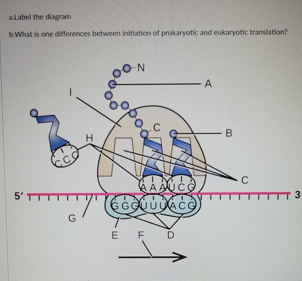 a.Label the diagram
b.What is one differences between initiation of prokaryotic and eukaryotic translation?
A
A AUCG
5'TT
GGGUUUACG
G
E
B.
