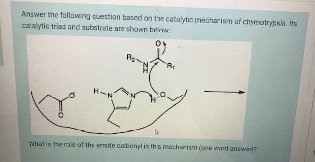 Answer the following question based on the catalytic mechanism of chymotrypsin. Its
catalytic triad and substrate are shown below:
R2:
R1
H-N
What is the role of the amide carbonyl in this mechanism (one word answer)?
