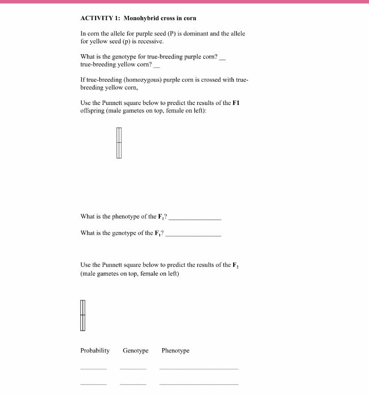 ACTIVITY 1: Monohybrid cross in corn
In corn the allele for purple seed (P) is dominant and the allele
for yellow seed (p) is recessive.
What is the genotype for true-breeding purple corn?
true-breeding yellow corn?
If true-breeding (homozygous) purple corm is crossed with true-
breeding yellow corn,
Use the Punnett square below to predict the results of the F1
offspring (male gametes on top, female on left):
What is the phenotype of the F,?
What is the genotype of the F,?
Use the Punnett square below to predict the results of the F,
(male gametes on top, female on left)
Probability
Genotype
Phenotype
