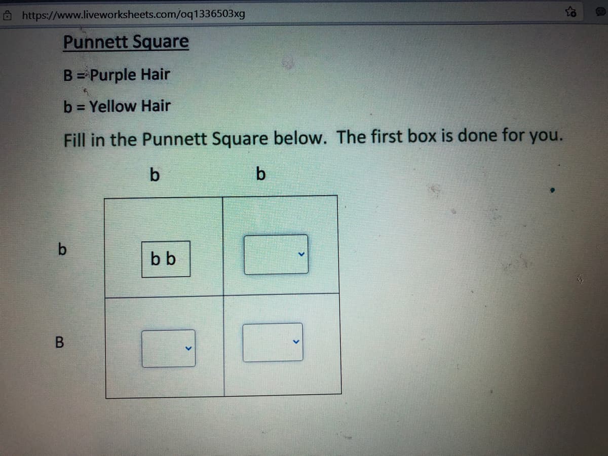 Ôhttps://www.liveworksheets.com/oq1336503xg
Punnett Square
B = Purple Hair
b = Yellow Hair
Fill in the Punnett Square below. The first box is done for you.
b
b
bb
B.
