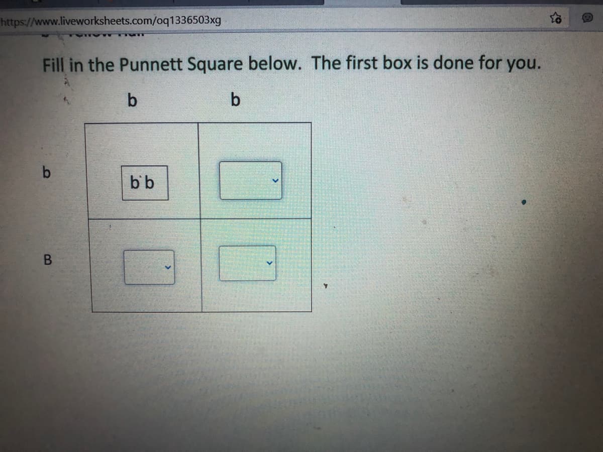 https://www.liveworksheets.com/oq1336503xg
Fill in the Punnett Square below. The first box is done for you.
b
bb
lo
B.
