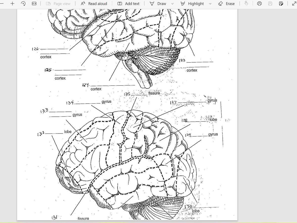 +
e
←→
126.
CD Page view A Read aloud
cortex
125
13.3:
132.
cortex
131:
LU+H!
134.
lobe
gyrus
124.
fissure
cortex
gyrus
TAdd text
135.
0
Draw
fissure
Ja Q
127.
123
Highlight
cortex
128
129.
lobe
- gyrus
lobe
gyrus
Erase
1
60
N