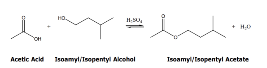 но.
H,SO4
+ H,O
OH
Acetic Acid
Isoamyl/Isopentyl Alcohol
Isoamyl/Isopentyl Acetate
