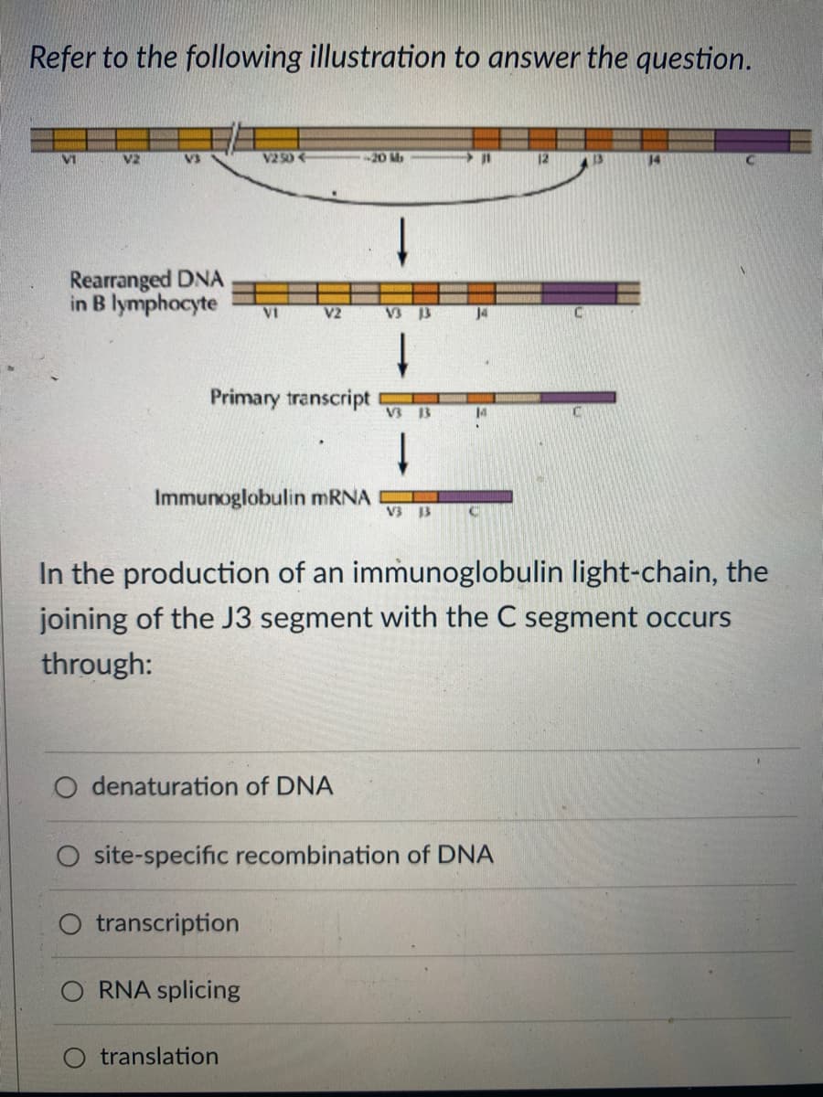 Refer to the following illustration to answer the question.
VI
V2
V3
Rearranged DNA
in B lymphocyte
V250
VI
Primary transcript
V2
O transcription
denaturation of DNA
RNA splicing
-20 M
Immunoglobulin mRNA V3 13
translation
V3 13
V3 13
11
J4
In the production of an immunoglobulin light-chain, the
joining of the J3 segment with the C segment occurs
through:
14
site-specific recombination of DNA
C
12