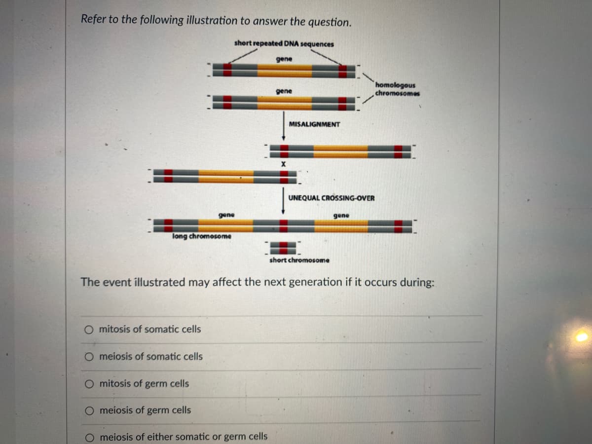 Refer to the following illustration to answer the question.
short repeated DNA sequences
long chromosome
gene
O mitosis of somatic cells
O meiosis of somatic cells
gene
O mitosis of germ cells
O meiosis of germ cells
O meiosis of either somatic or germ cells
gene
X
MISALIGNMENT
UNEQUAL CROSSING-OVER
short chromosome
The event illustrated may affect the next generation if it occurs during:
gene
homologous
chromosomes