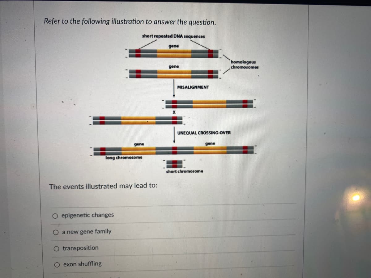 Refer to the following illustration to answer the question.
short repeated DNA sequences
gene
long chromosome
The events illustrated may lead to:
O epigenetic changes
O a new gene family
O transposition
exon shuffling
gene
gene
X
MISALIGNMENT
UNEQUAL CROSSING-OVER
short chromosome
gene
homologous
chromosomes