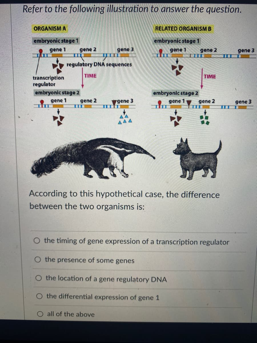 Refer to the following illustration to answer the question.
ORGANISM A
embryonic stage 1
gene 1
gene 2
III
regulatory DNA sequences
transcription
regulator
embryonic stage 2
gene 1
TIME
gene 2
III
gene 3
gene 3
ITT
O all of the above
ΔΔ
444
RELATED ORGANISM B
embryonic stage 1
gene 1
embryonic stage 2
gene 1
gene 2
the presence of some genes
the location of a gene regulatory DNA
O the differential expression of gene 1
TIME
According to this hypothetical case, the difference
between the two organisms is:
gene 2
the timing of gene expression of a transcription regulator
gene 3
gene 3
I