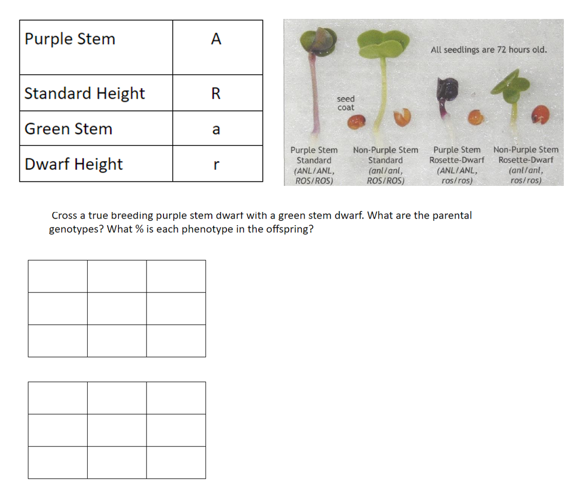 Purple Stem
A
All seedlings are 72 hours old.
Standard Height
R
seed
coat
Green Stem
a
Purple Stem
Standard
Non-Purple Stem
Standard
(anl/anl,
ROS/ROS)
Purple Stem
Rosette-Dwarf
(ANLIANL,
ros/ros)
Non-Purple Stem
Rosette-Dwarf
(anl/anl,
ros/ros)
Dwarf Height
r
(ANL/ANL,
ROS/ROS)
Cross a true breeding purple stem dwart with a green stem dwarf. What are the parental
genotypes? What % is each phenotype in the offspring?
