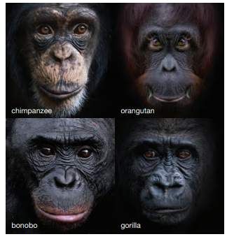 chimpanzee
orangutan
bonobo
gorilla
