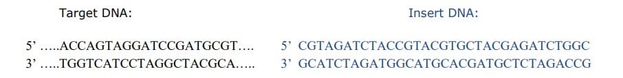 Target DNA:
Insert DNA:
5' CGTAGATCTACCGTACGTGCTACGAGATCTGGC
3' GCATCTAGATGGCATGCACGATGCTCTAGACCG
5' ..ACCAGTAGGATCCGATGCGT....
3'
..TGGTCATCCTAGGCTACGCA...
