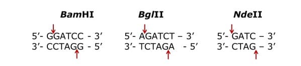BaтHI
Bg/II
NdeII
5'- GGATCC - 3'
3'- CCTAGG - 5'
5'- AGATCT - 3'
3'- ТСТАGA
5'- GATC - 3'
3'- CTAG - 3'
5'
