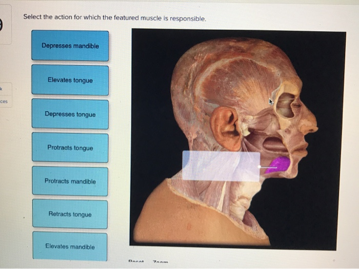 k
ces
Select the action for which the featured muscle is responsible.
Depresses mandible
Elevates tongue
Depresses tongue
Protracts tongue
Protracts mandible
Retracts tongue
Elevates mandible
Danat