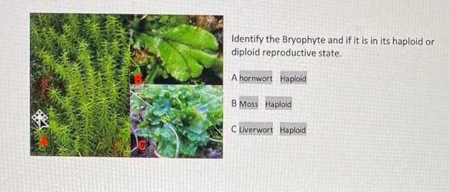 Identify the Bryophyte and if it is in its haploid or
diploid reproductive state.
A hornwort Haploid
B Moss Haploid
CLiverwort Haploid
