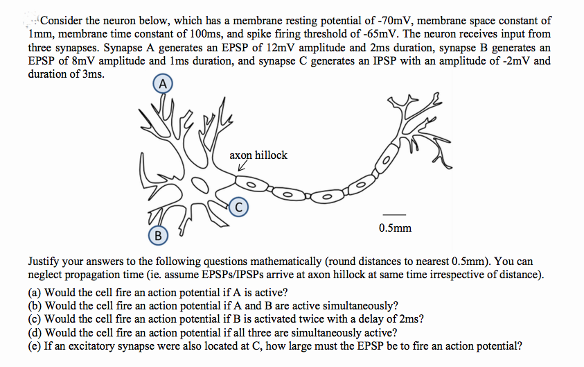 Consider the neuron below, which has a membrane resting potential of -70mV, membrane space constant of
Imm, membrane time constant of 100ms, and spike firing threshold of -65mV. The neuron receives input from
three synapses. Synapse A generates an EPSP of 12mV amplitude and 2ms duration, synapse B generates an
EPSP of 8mV amplitude and Ims duration, and synapse C generates an IPSP with an amplitude of -2mV and
duration of 3ms.
A
axon hillock
0.5mm
Justify your answers to the following questions mathematically (round distances to nearest 0.5mm). You can
neglect propagation time (ie. assume EPSPS/IPSPS arrive at axon hillock at same time irrespective of distance).
(a) Would the cell fire an action potential if A is active?
(b) Would the cell fire an action potential if A and B are active simultaneously?
(c) Would the cell fire an action potential if B is activated twice with a delay of 2ms?
(d) Would the cell fire an action potential if all three are simultaneously active?
(e) If an excitatory synapse were also located at C, how large must the EPSP be to fire an action potential?
