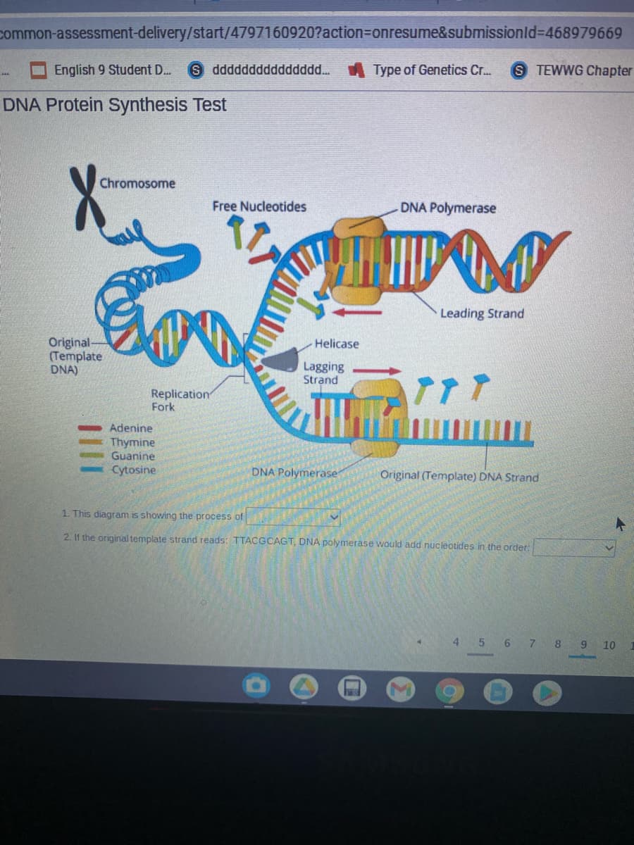 common-assessment-delivery/start/4797160920?action=onresume&submissionld%-468979669
English 9 Student D.
S ddddddddddddddd...
Type of Genetics Cr.
S TEWWG Chapter
DNA Protein Synthesis Test
Chromosome
Free Nucleotides
DNA Polymerase
Leading Strand
Original-
(Template
DNA)
Helicase
Lagging
Strand
Replication
Fork
Adenine
Thymine
Guanine
Cytosine
DNA Polymerase
Original (Template) DNA Strand
1. This diagram is showing the process of
2. 1f the original template strand reads: TTACGCAGT, DNA polymerase would add nucleotides in the order:
4 5 6
7
8.
9 10
