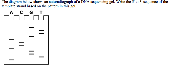 The diagram below shows an autoradiograph ofa DNA sequencing gel. Write the 5' to 3' sequence of the
template strand based on the pattern in this gel
А с G T
