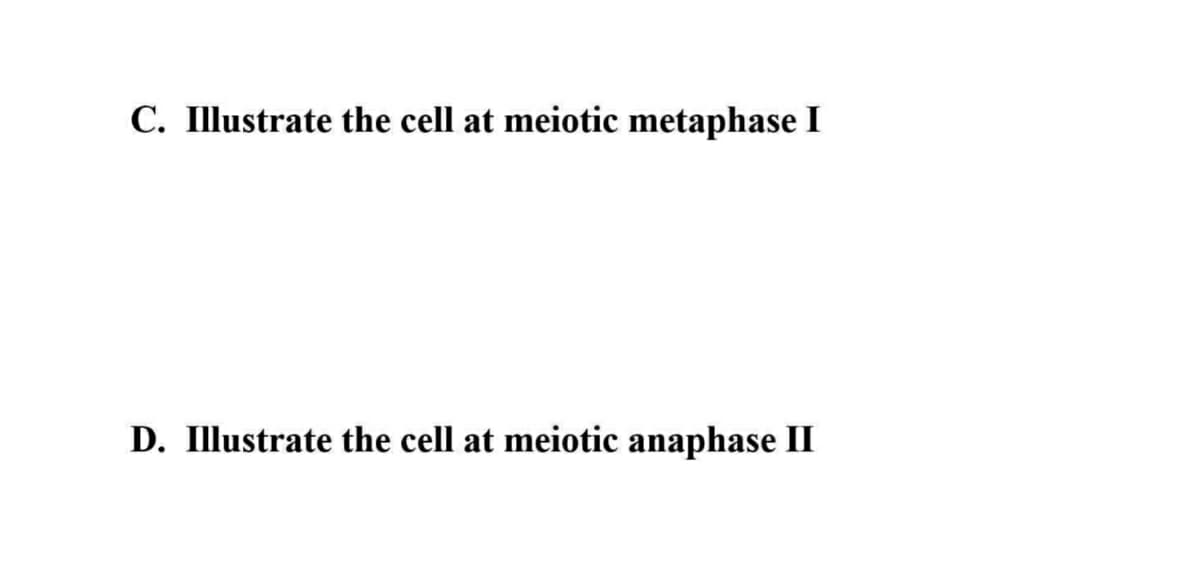 C. Illustrate the cell at meiotic metaphase I
D. Illustrate the cell at meiotic anaphase II