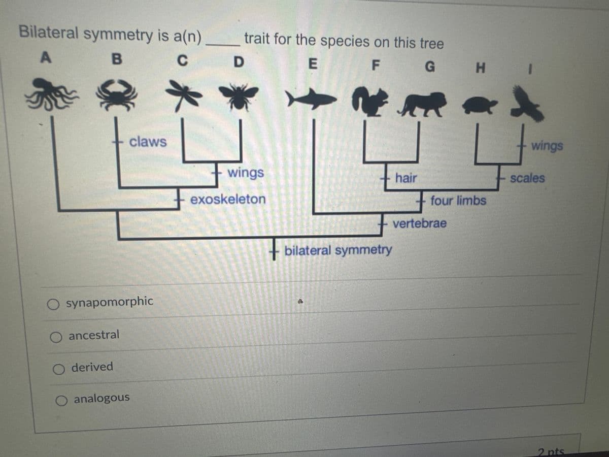 Bilateral symmetry is a(n)
A
B
C
O synapomorphic
O ancestral
claws
O derived
O analogous
*
trait for the species on this tree
D
E
F
wings
exoskeleton
hair
+ bilateral symmetry
G H
four limbs
vertebrae
wings
scales
2 pts