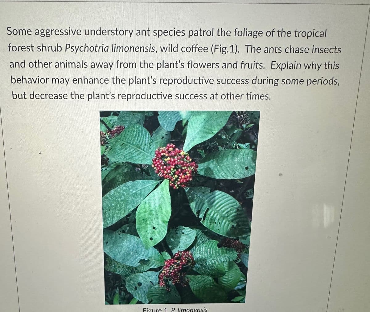 Some aggressive understory ant species patrol the foliage of the tropical
forest shrub Psychotria limonensis, wild coffee (Fig.1). The ants chase insects
and other animals away from the plant's flowers and fruits. Explain why this
behavior may enhance the plant's reproductive success during some periods,
but decrease the plant's reproductive success at other times.
Figure 1. P. limonensis
V