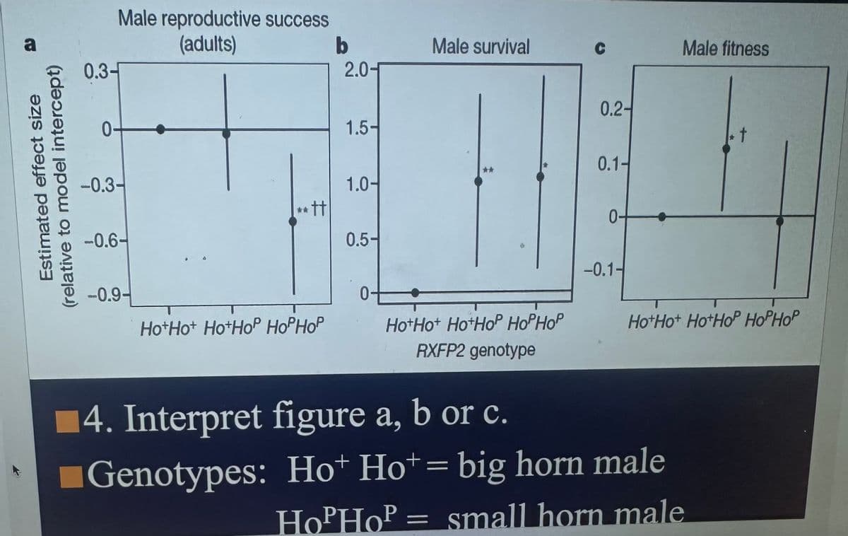 a
Estimated effect size
(relative to model intercept)
Male reproductive success
(adults)
0.3-
-0.3-
-0.6-
-0.9-
tt
HotHot HotHop HopHop
b
2.0-
1.5-
1.0-
0.5-
Male survival
Hot Hot HotHop Hop Hop
RXFP2 genotype
C
0.2-
0.1-
0-
-0.1-
Male fitness
HotHot HotHop HopHop
14. Interpret figure a, b or c.
Genotypes: Hot Hot = big horn male
+
HoPHOP = small horn male