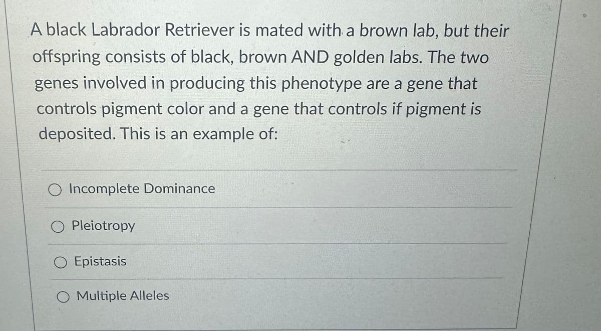 A black Labrador Retriever is mated with a brown lab, but their
offspring consists of black, brown AND golden labs. The two
genes involved in producing this phenotype are a gene that
controls pigment color and a gene that controls if pigment is
deposited. This is an example of:
Incomplete Dominance
Pleiotropy
O Epistasis
O Multiple Alleles