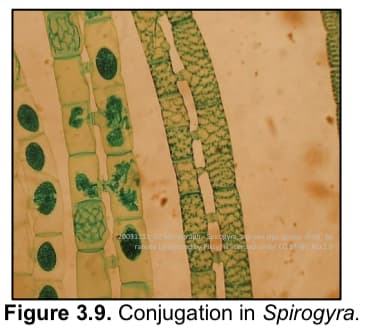 20031113_02 Micrograph Spirogyra, green alga (group shot)" by
ratexia (protected by Plasy is licensed under CC BY-NC-ND 2.0
Figure 3.9. Conjugation in Spirogyra.