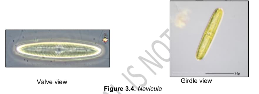 sa" by Census of Mari
Valve view
er CC BY-N
ON ST
Figure 3.4. Navicula
Girdle view
85μ