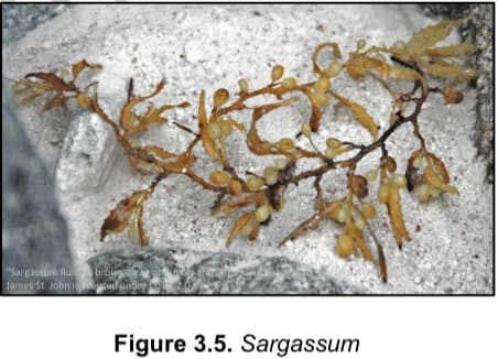 jet
"Sargassum fluit
James St. John is ensed under fast 20
browpalga on toob draper
Figure 3.5. Sargassum