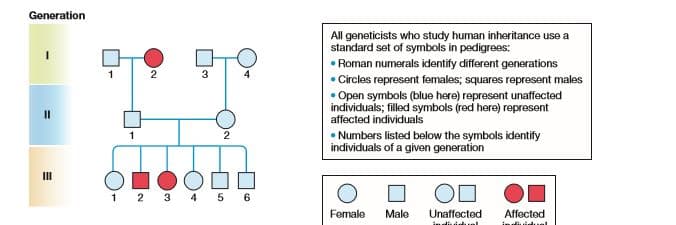 Generation
All geneticists who study human inheritance use a
standard set of symbols in pedigrees:
• Roman numerals identify different generations
1
3
4
• Circles represent females; squares represent males
• Open symbols (blue here) represent unaffected
individuals; filled symbols (red here) represent
affected individuals
II
• Numbers listed below the symbols identify
individuals of a given generation
2
III
1 2 3 4 5 6
Female
Male
Unaffected
Affected
liieuel
dliuiduel

