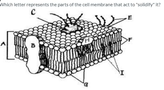 Which letter represents the parts of the cell membrane that act to "solidify" it?
b,
