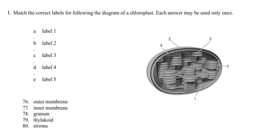 I. Match the correct labels for following the diagram of a chloroplast. Each answer may be used only once.
a
label 1
b label 2
label 3
d label 4
-5
label 5
76. outer membrane
77. inner membrane
78. granum
79. thylakoid
80. stroma
