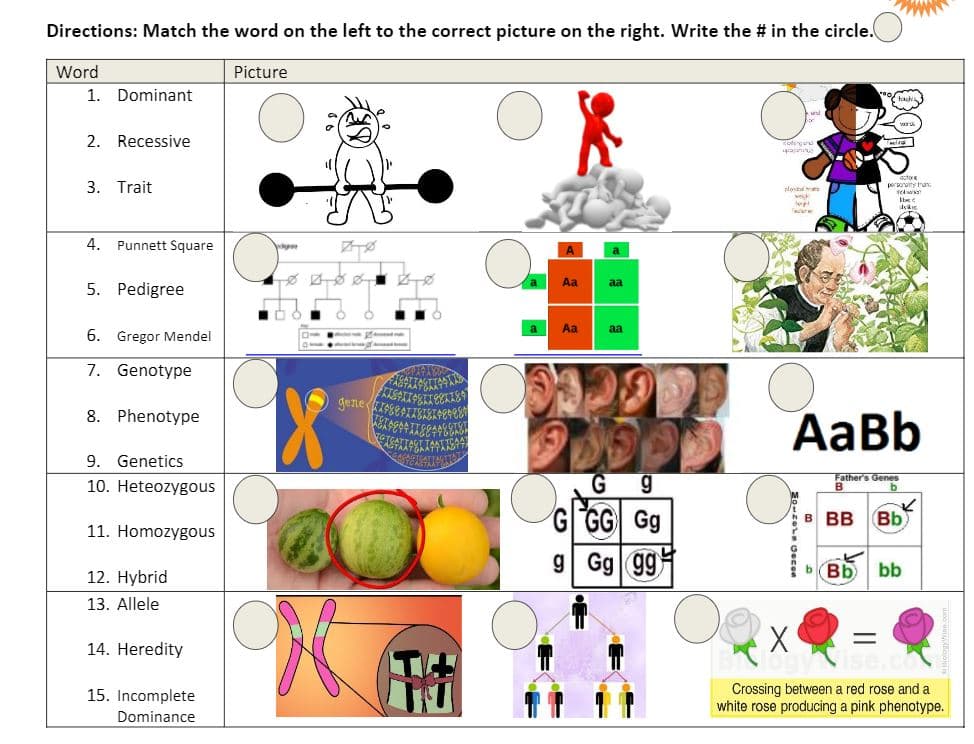 Directions: Match the word on the left to the correct picture on the right. Write the # in the circle.
Word
Picture
1. Dominant
2. Recessive
3. Trait
4. Punnett Square
Aa
aa
5. Pedigree
a
Aa
aa
6. Gregor Mendel
7. Genotype
8. Phenotype
AaBb
9. Genetics
Father's Genes
10. Heteozygous
G GG Gg
9 Gg g9
B BB
Bb
11. Homozygous
12. Hybrid
bBb
bb
13. Allele
14. Heredity
Crossing between a red rose and a
white rose producing a pink phenotype.
15. Incomplete
Dominance
