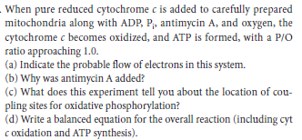 When pure reduced cytochrome c is added to carefully prepared
mitochondria along with ADP, P, antimycin A, and oxygen, the
cytochrome c becomes oxidized, and ATP is formed, with a P/o
ratio approaching 1.0.
(a) Indicate the probable flow of electrons in this system.
(b) Why was antimycin A added?
(c) What does this experiment tell you about the location of cou-
pling sites for oxidative phosphorylation?
(d) Write a balanced equation for the overall reaction (including cyt
c oxidation and ATP synthesis).
