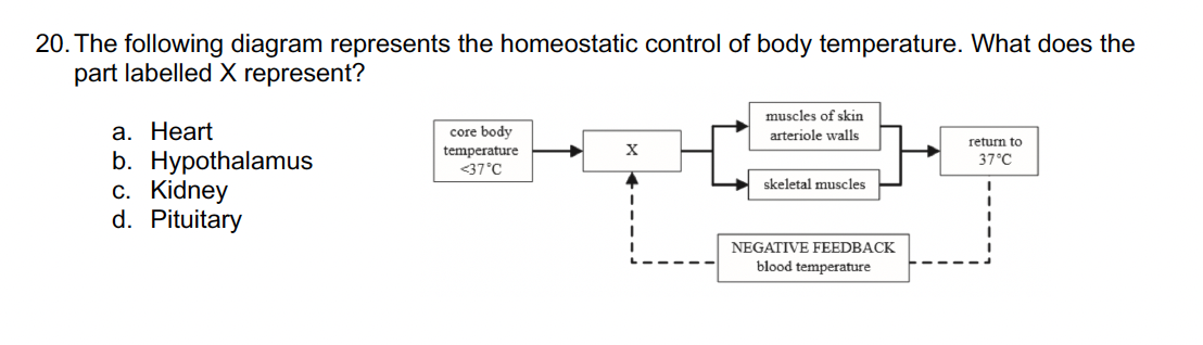 20. The following diagram represents the homeostatic control of body temperature. What does the
part labelled X represent?
a. Heart
b. Hypothalamus
c. Kidney
d. Pituitary
core body
temperature
<37°C
X
muscles of skin
arteriole walls
skeletal muscles
NEGATIVE FEEDBACK
blood temperature
return to
37°C
I