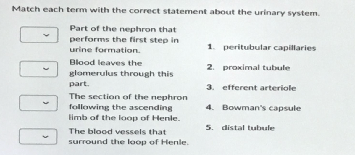 Match each term with the correct statement about the urinary system.
Part of the nephron that
performs the first step in
urine formation.
1000
Blood leaves the
glomerulus through this
part.
The section of the nephron
following the ascending
limb of the loop of Henle.
The blood vessels that
surround the loop of Henle.
1. peritubular capillaries
2. proximal tubule
3. efferent arteriole
4. Bowman's capsule
5. distal tubule