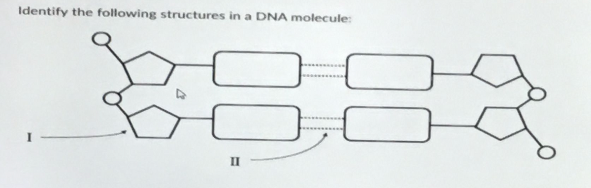 Identify the following structures in a DNA molecule:
883
II