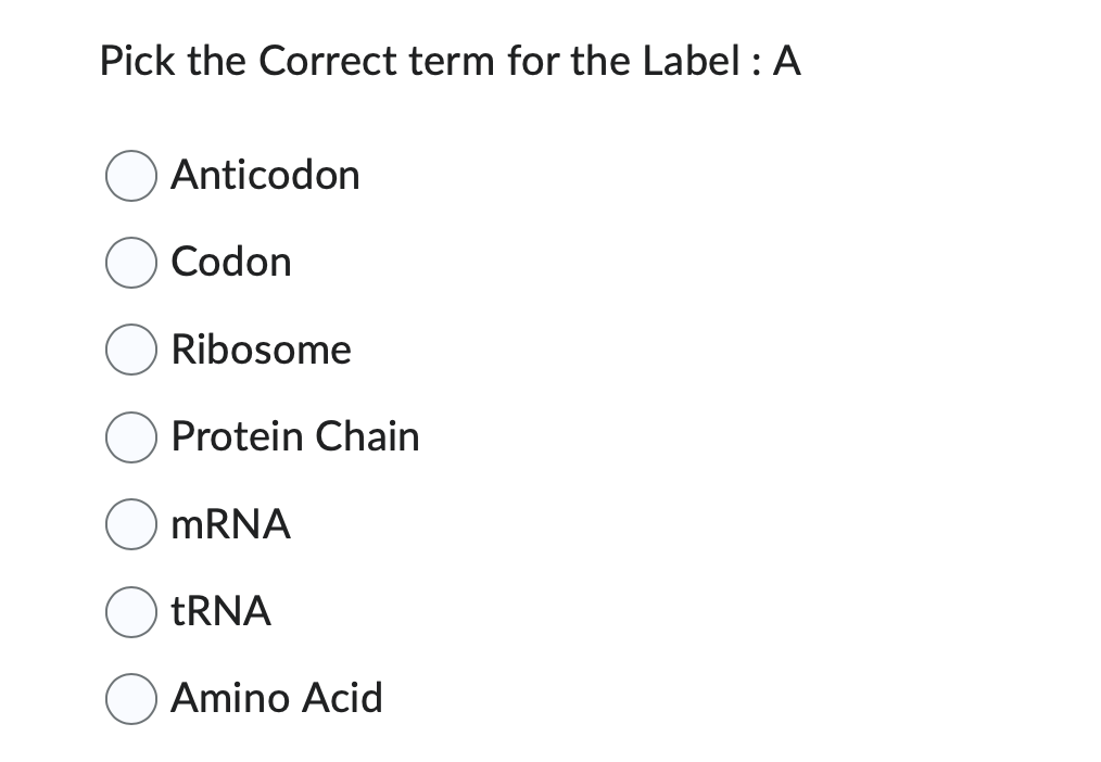 Pick the Correct term for the Label: A
Anticodon
Codon
Ribosome
Protein Chain
mRNA
tRNA
Amino Acid