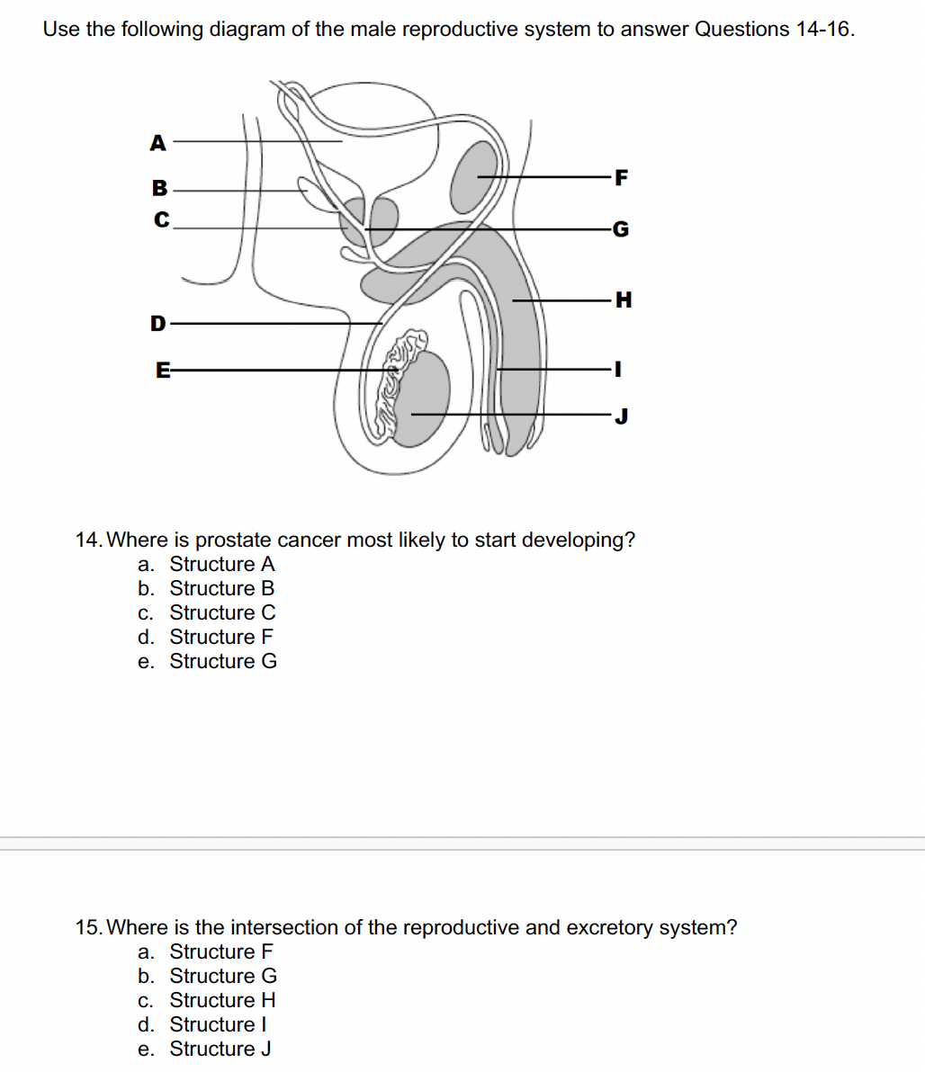 Use the following diagram of the male reproductive system to answer Questions 14-16.
A
B
C
E-
F
G
H
14. Where is prostate cancer most likely to start developing?
a. Structure A
b. Structure B
c. Structure C
d. Structure F
e. Structure G
15. Where is the intersection of the reproductive and excretory system?
a. Structure F
b. Structure G
Structure H
c.
d. Structure I
e. Structure J