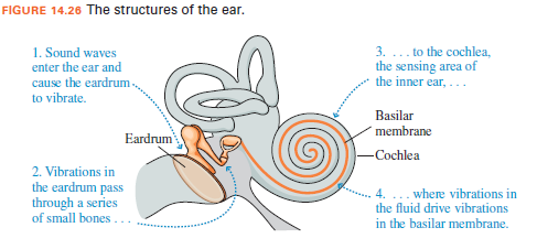 FIGURE 14.26 The structures of the ear.
1. Sound waves
enter the ear and
cause the eardrum.
3. ... to the cochlea,
the sensing area of
the inner ear, ...
to vibrate.
Basilar
membrane
Eardrum
-Cochlea
2. Vibrations in
the eardrum pass
through a series
of small bones ..
4. ... where vibrations in
the fluid drive vibrations
in the basilar membrane.
