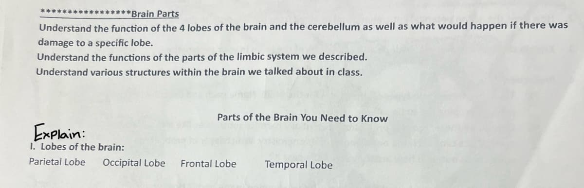 *****************Brain Parts
Understand the function of the 4 lobes of the brain and the cerebellum as well as what would happen if there was
damage to a specific lobe.
Understand the functions of the parts of the limbic system we described.
Understand various structures within the brain we talked about in class.
Explain:
1. Lobes of the brain:
Parietal Lobe
Occipital Lobe
Parts of the Brain You Need to Know
Frontal Lobe
Temporal Lobe