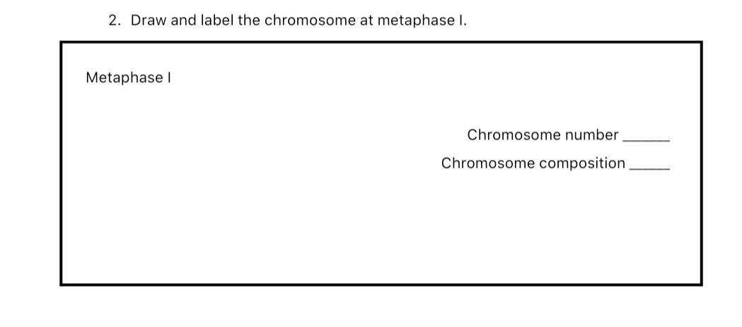 2. Draw and label the chromosome at metaphase I.
Metaphase I
Chromosome number
Chromosome composition
