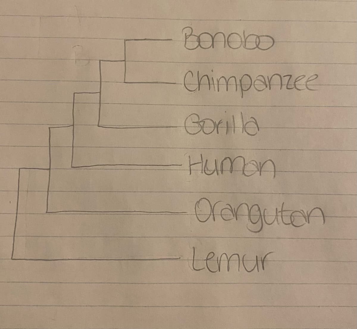 Bonobo
Chimpanzee
Gorilla
Humon
Orangutan
Lemur