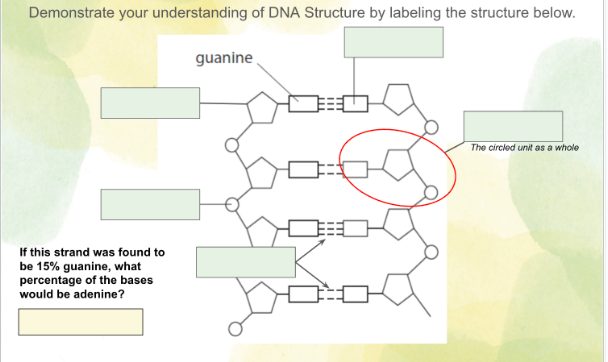 Demonstrate your understanding of DNA Structure by labeling the structure below.
If this strand was found to
be 15% guanine, what
percentage of the bases
would be adenine?
guanine
Dood
The circled unit as a whole