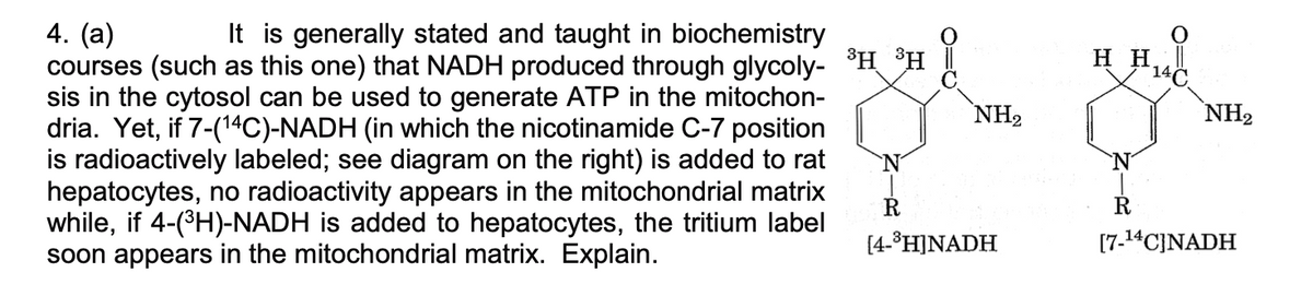 4. (a)
courses (such as this one) that NADH produced through glycoly- °H °H!
sis in the cytosol can be used to generate ATP in the mitochon-
dria. Yet, if 7-(14C)-NADH (in which the nicotinamide C-7 position
is radioactively labeled; see diagram on the right) is added to rat
hepatocytes, no radioactivity appears in the mitochondrial matrix
while, if 4-(H)-NADH is added to hepatocytes, the tritium label
soon appears in the mitochondrial matrix. Explain.
It is generally stated and taught in biochemistry
H H
`NH2
NH2
R
R
[4-°H]NADH
[7-14C]NADH
