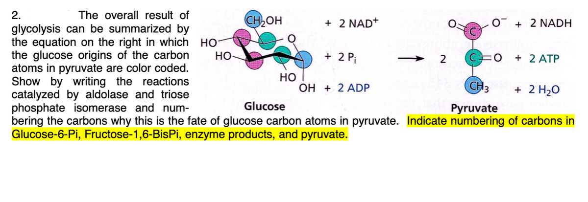 2.
The overall result of
CH,OH
+ 2 NAD+
+ 2 NADH
glycolysis can be summarized by
the equation on the right in which HO
the glucose origins of the carbon
atoms in pyruvate are color coded.
Show by writing the reactions
catalyzed by aldolase and triose
phosphate isomerase and num-
bering the carbons why this is the fate of glucose carbon atoms in pyruvate. Indicate numbering of carbons in
Glucose-6-Pi, Fructose-1,6-BisPi, enzyme products, and pyruvate.
HO
+ 2 Pi
2
+ 2 ATP
>
OH + 2 ADP
(CH3
+ 2 H20
Glucose
Pyruvate
