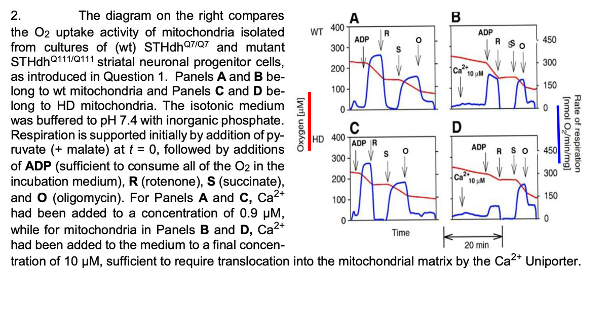 The diagram on the right compares
the O2 uptake activity of mitochondria isolated
from cultures of (wt) STHdhQ7/Q7 and mutant
STHDHQ111/Q111 striatal neuronal progenitor cells,
as introduced in Question 1. Panels A and B be-
long to wt mitochondria and Panels C and D be-
long to HD mitochondria. The isotonic medium
was buffered to pH 7.4 with inorganic phosphate.
Respiration is supported initially by addition of py-
ruvate (+ malate) at t = 0, followed by additions
of ADP (sufficient to consume all of the O2 in the
incubation medium), R (rotenone), S (succinate),
and O (oligomycin). For Panels A and C, Ca2+
had been added to a concentration of 0.9 µM,
Ca2+
2.
B
A
WT 400
ADP
ADP
450
300 -
300
200
Ca2
10 uM
150
100 -
C
HD 400
ADP R
ADP
R SO
450
300 - V s
Ca2
10 uM
300
200 -
150
100 -
while for mitochondria in Panels B and D,
had been added to the medium to a final concen-
Time
20 min
tration of 10 µM, sufficient to require translocation into the mitochondrial matrix by the Ca2+ Uniporter.
Oxygen [µM]
