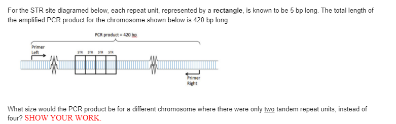 For the STR site diagramed below, each repeat unit, represented by a rectangle, is known to be 5 bp long. The total length of
the amplified PCR product for the chromosome shown below is 420 bp long.
PCR product - 420 bo
Primer
Left
STR STR STR STR
Primer
Right
What size would the PCR product be for a different chromosome where there were only two tandem repeat units, instead of
four? SHOW YOUR WORK.
